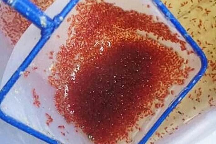 ternak Kutu Air modal 300 ribu